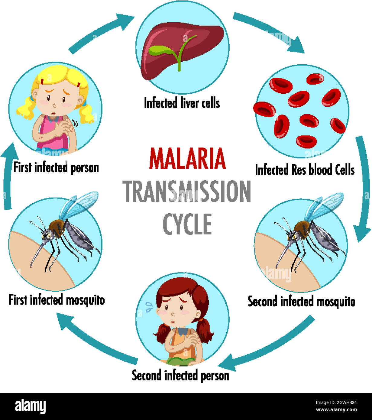 Malaria transmission cycle information infographic Stock Vector