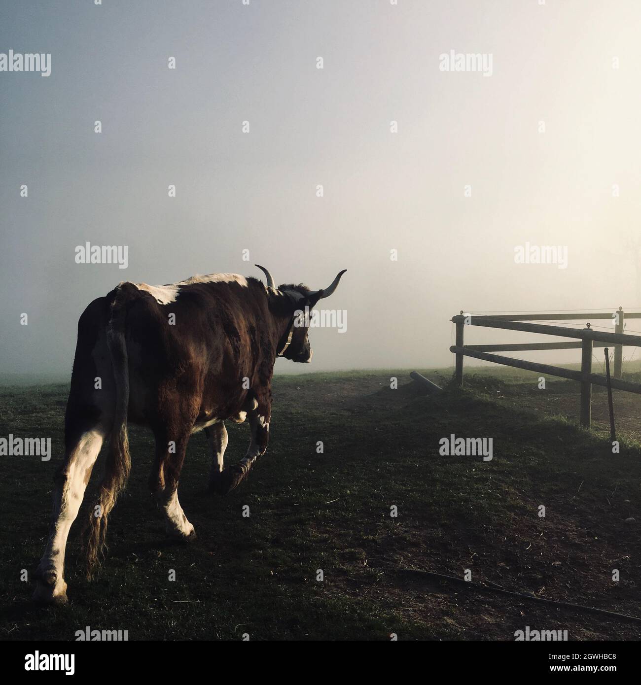 When The Cows Come Home Stock Photo - Alamy