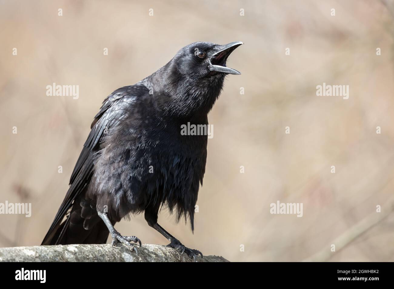 Crow with mouth open hires stock photography and images Alamy