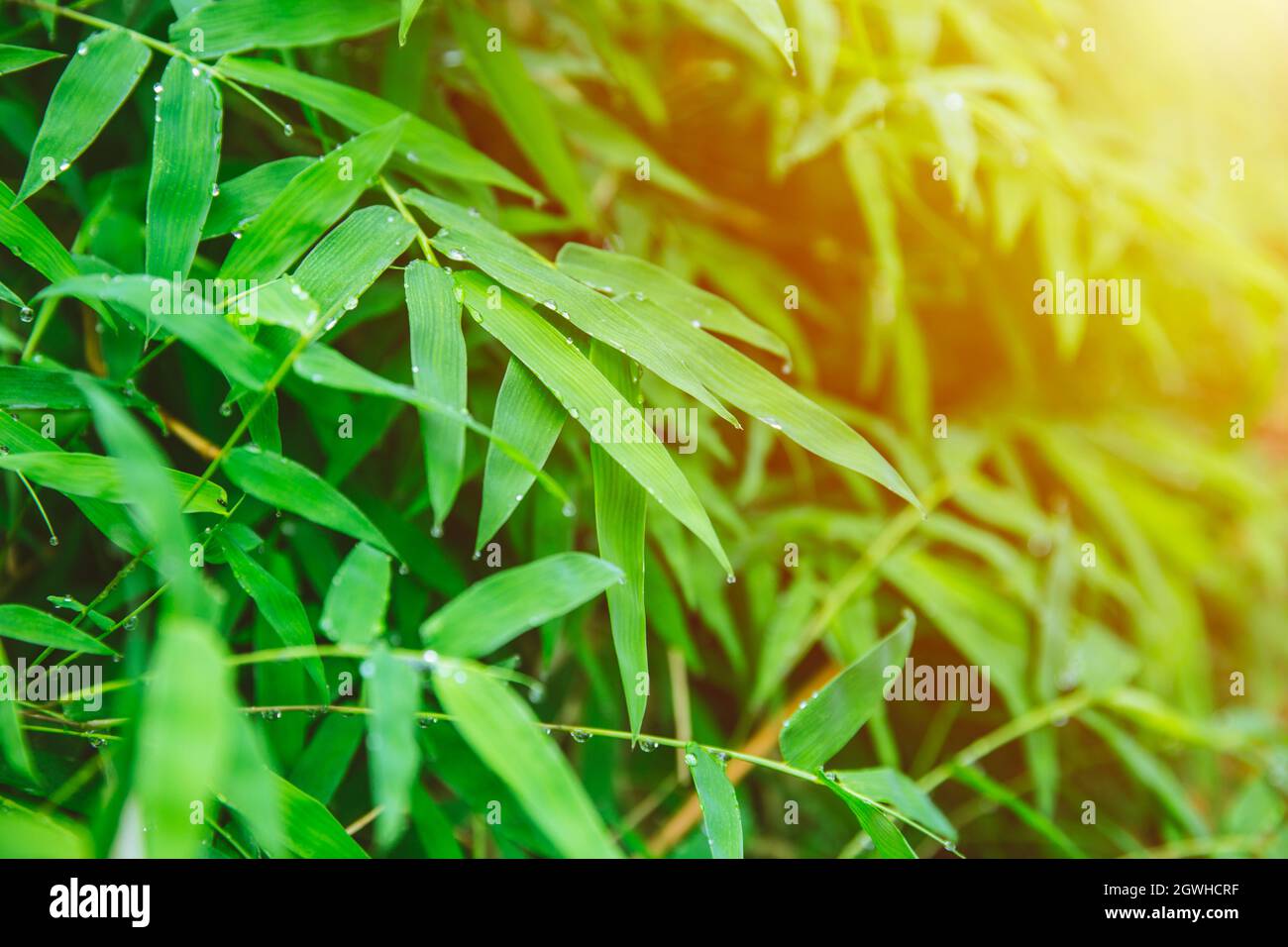 green fresh bamboo leaf fresh nature after raining drop for natural background. Stock Photo