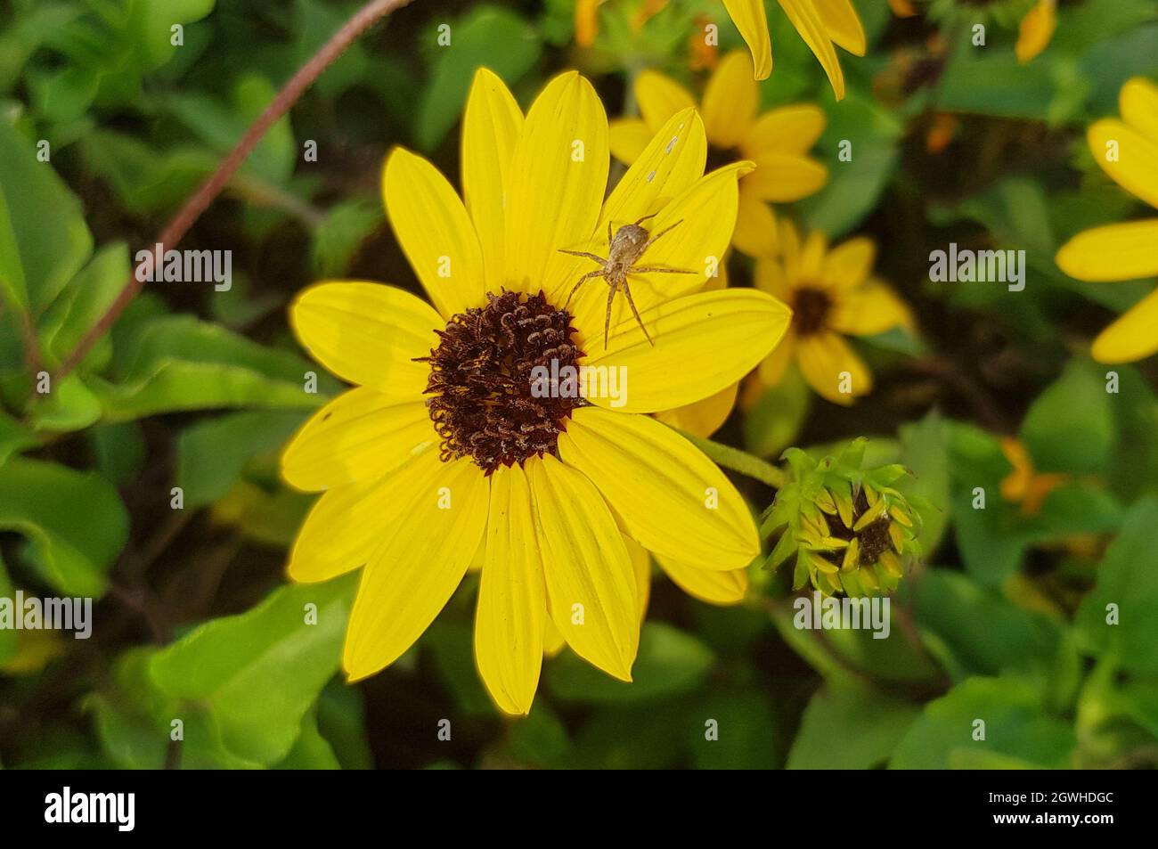 yellow flower with a small spider on a petal in the open air Stock Photo