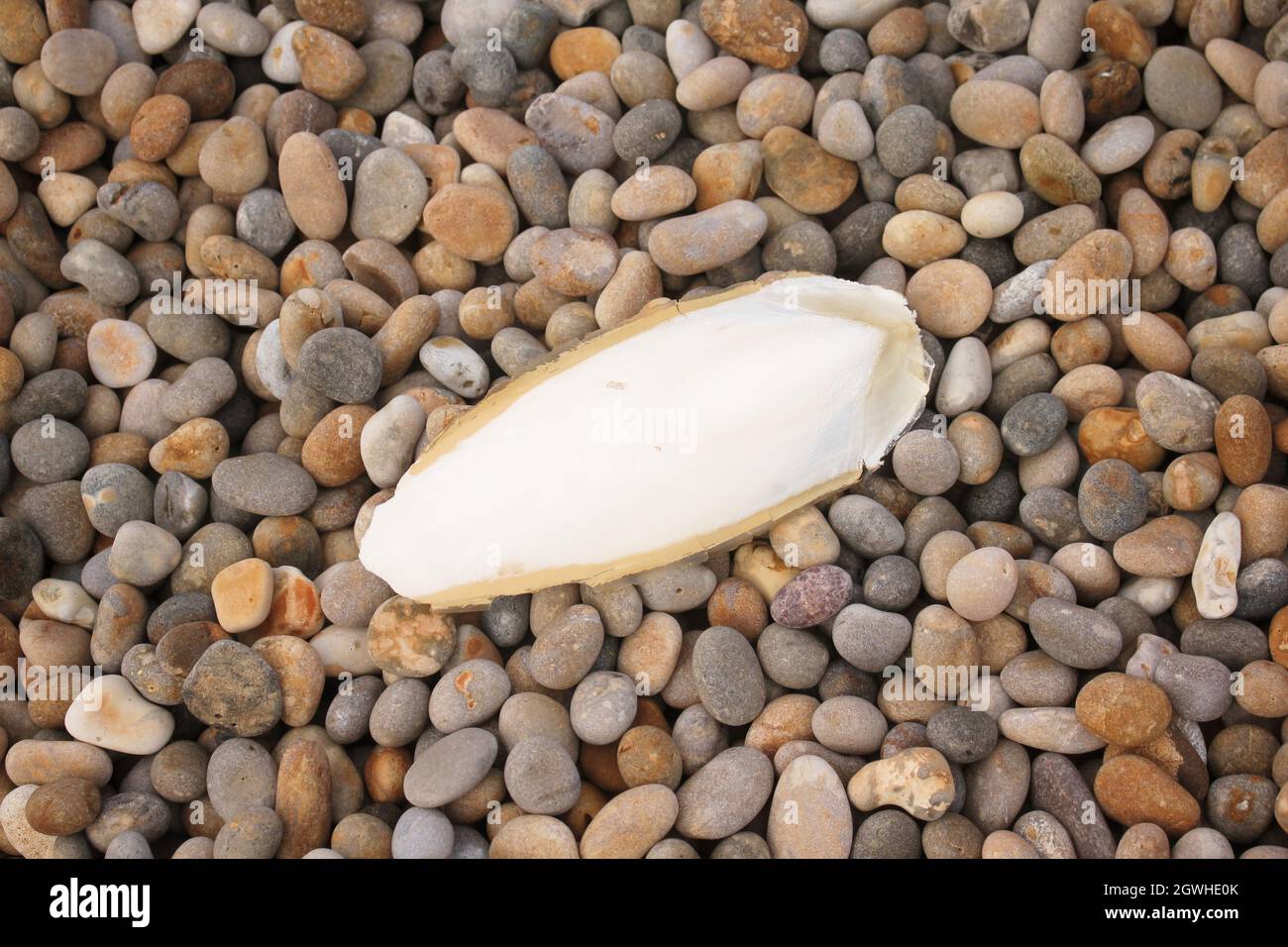 A cuttlefish bone or cuttlebone on pebbles.  Fed to pet birds, budgies. Stock Photo