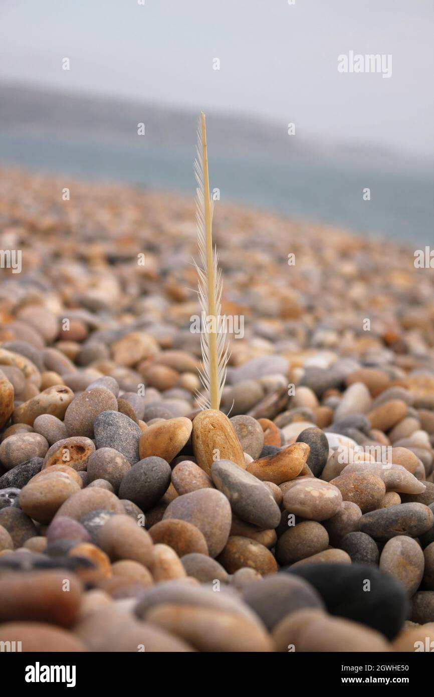 Feather on the stones beach Stock Photo