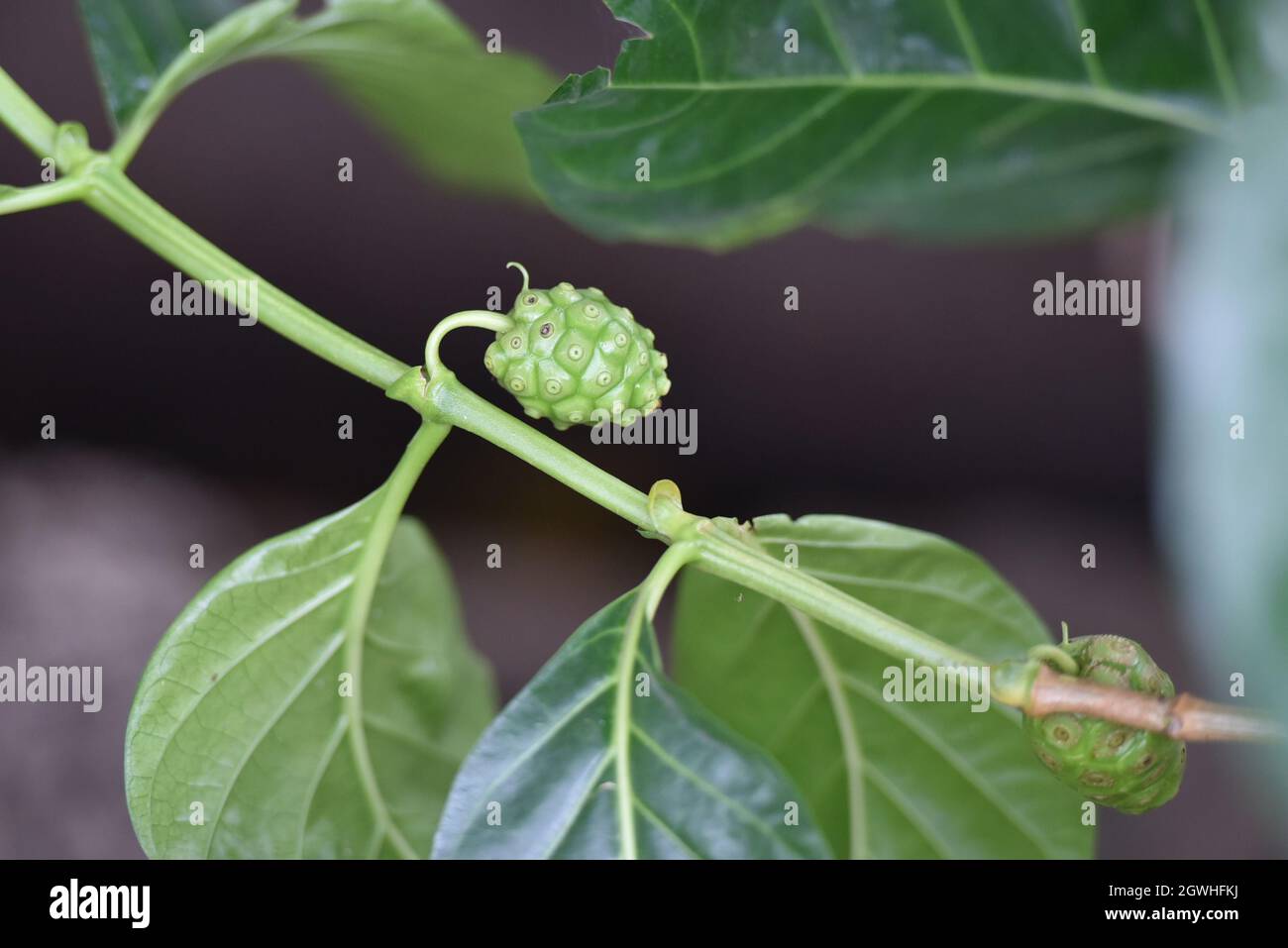 Indian mulberry hi-res stock photography and images - Alamy
