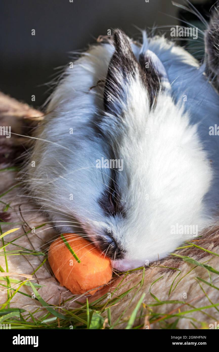 Domestic white baby Jersey Wooly rabbit eating and sleeping, Cape Town ...