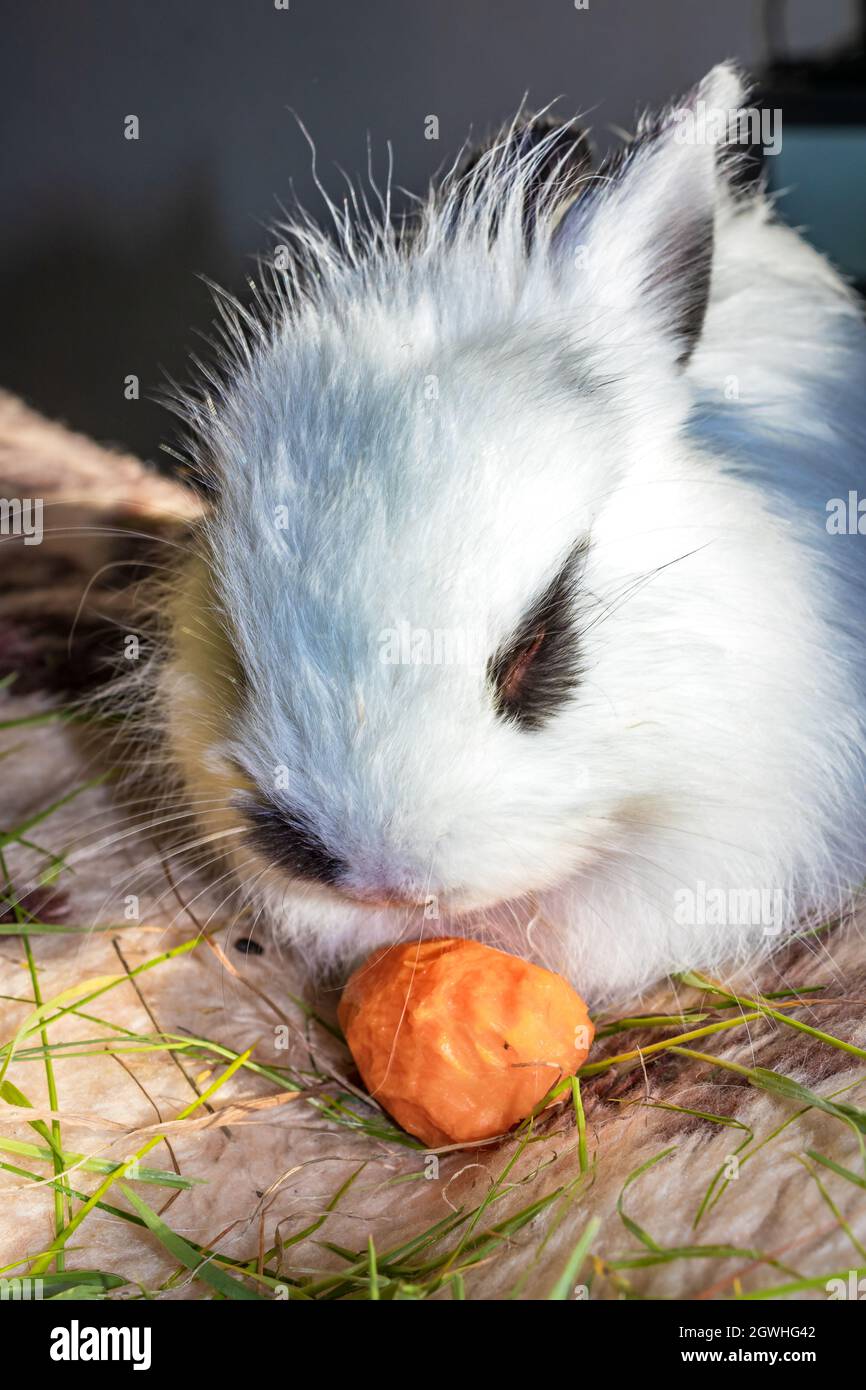 Domestic white baby Jersey Wooly rabbit eating and sleeping, Cape Town ...