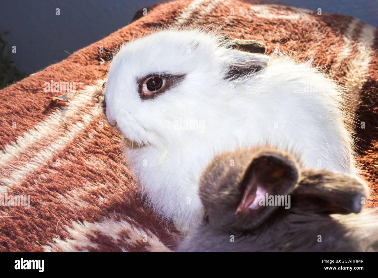 Domestic white baby Jersey Wooly rabbit eating and sleeping, Cape Town, South Africa Stock Photo