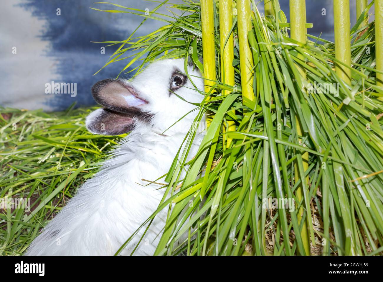 Domestic white baby Jersey Wooly rabbit eating and sleeping, Cape Town ...