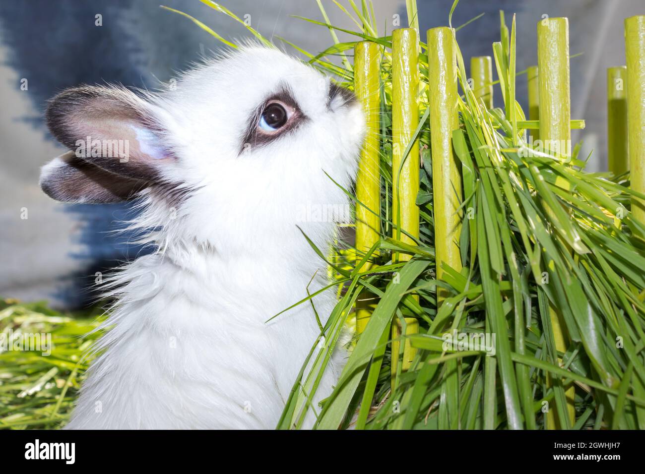 Domestic white baby Jersey Wooly rabbit eating and sleeping, Cape Town ...