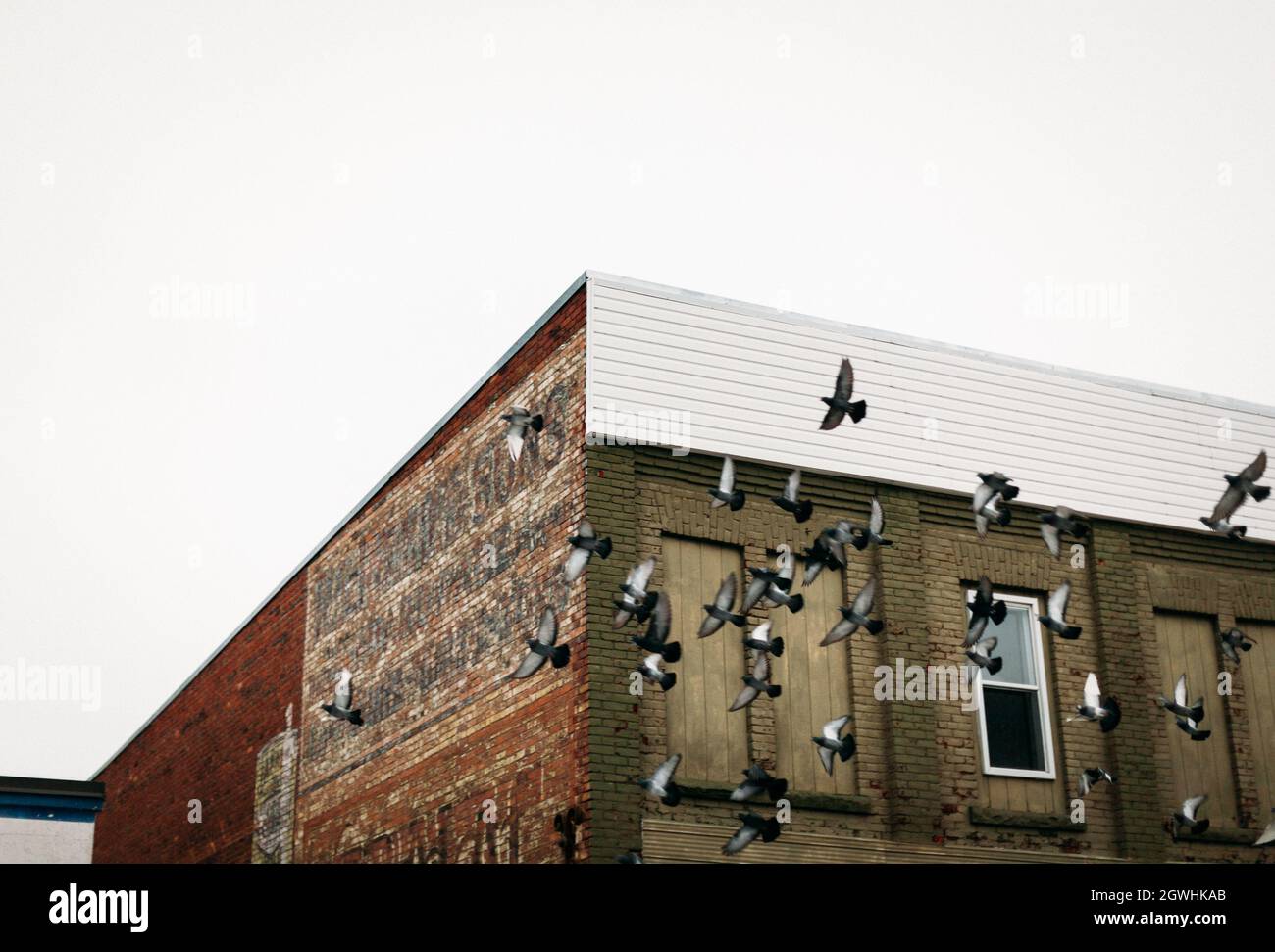 pigeons-flight-formation-hi-res-stock-photography-and-images-alamy