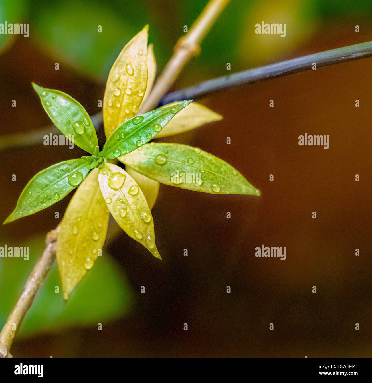 Close-up Of Wet Plant Leaves Stock Photo