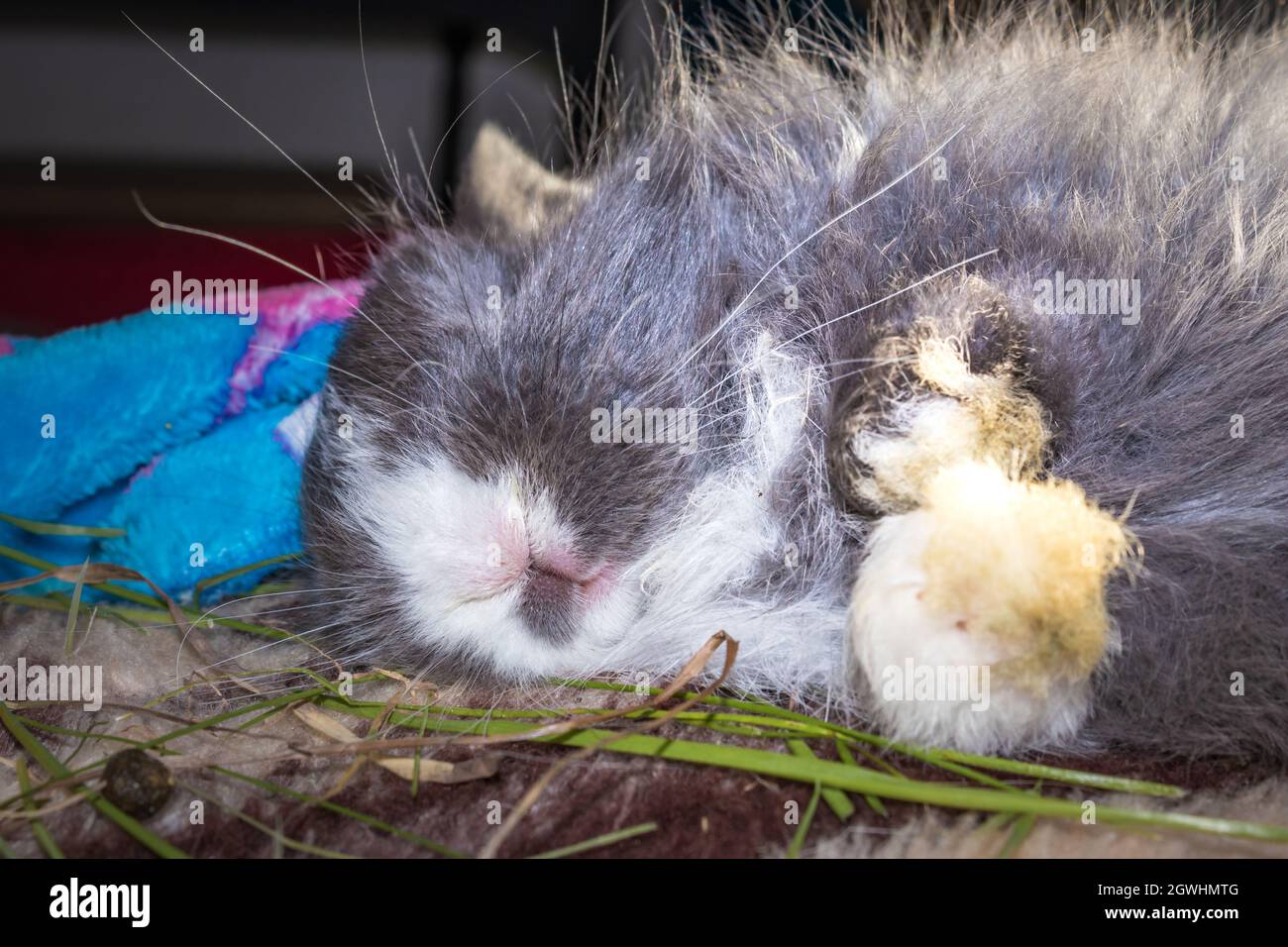 Domestic grey baby Jersey Wooly rabbit eating and sleeping, Cape Town