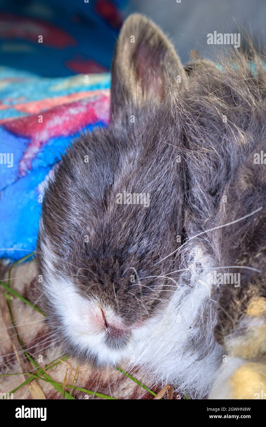 Domestic grey baby Jersey Wooly rabbit eating and sleeping, Cape Town, South Africa Stock Photo