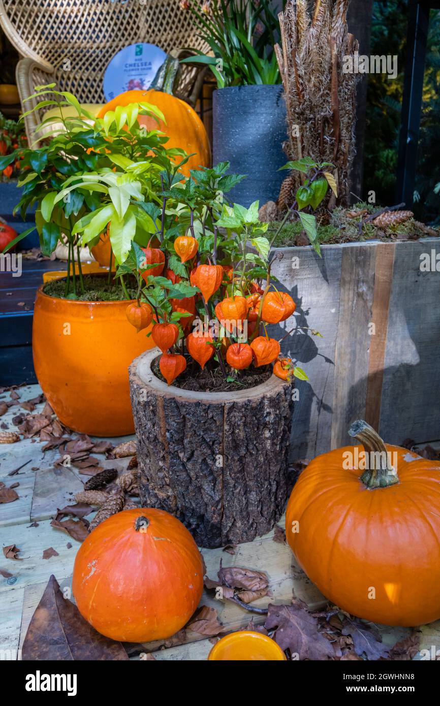 'Celebrate autumn' Best Houseplant Studio at RHS Chelsea Flower Show, held in the grounds of the Royal Hospital Chelsea, London SW3 in September 2021 Stock Photo