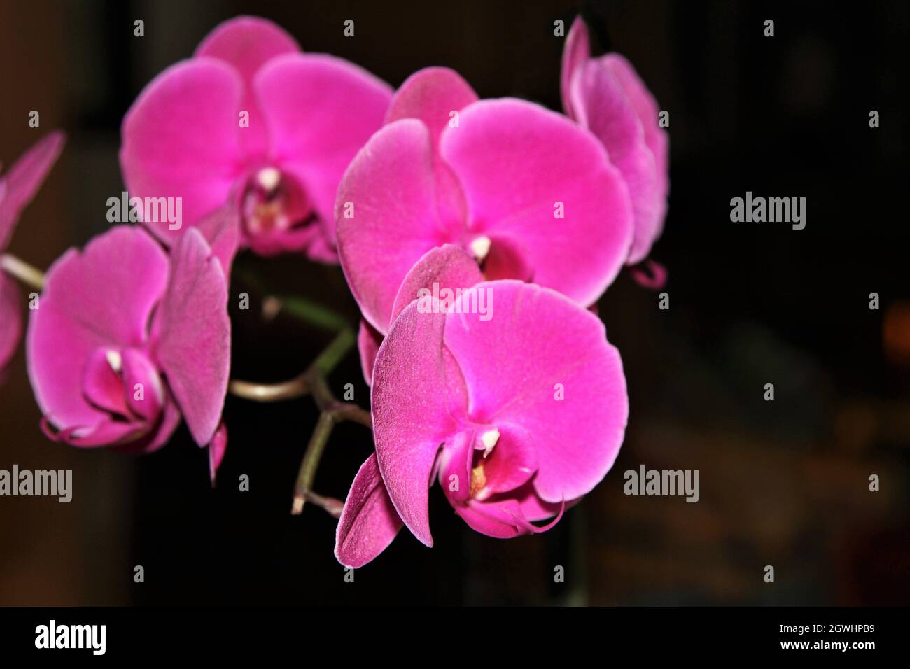 Pink orchid against a dark background Stock Photo