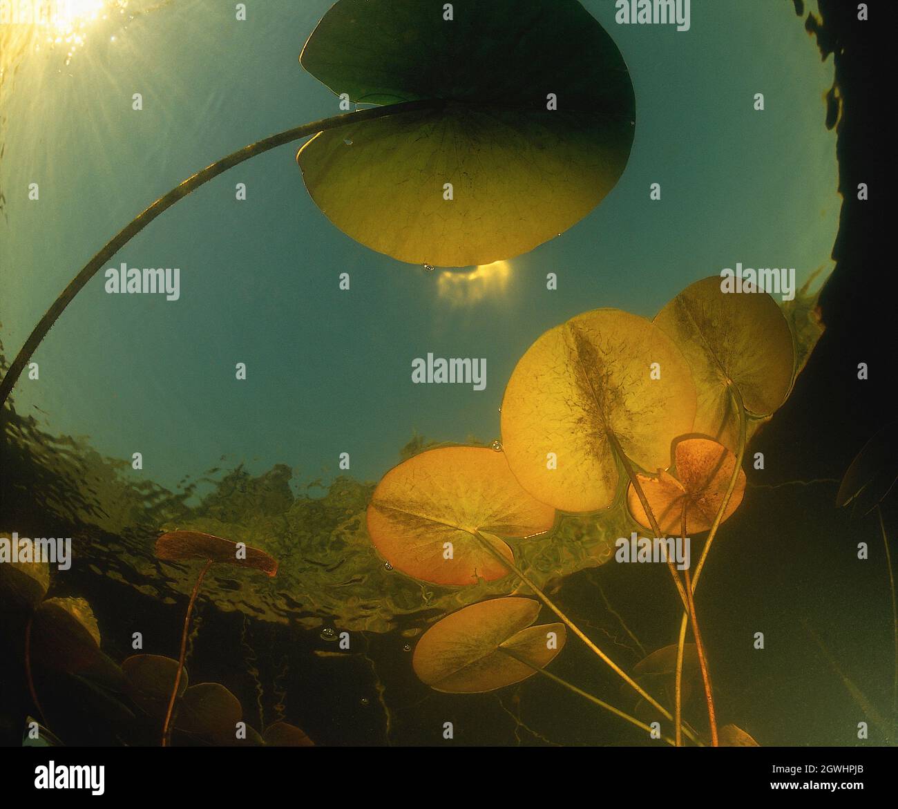 water lilies-Nymphaeaceae Stock Photo