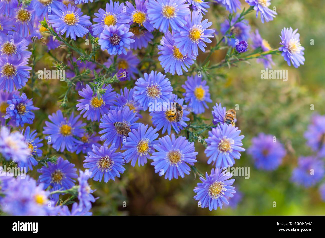 Blue flowers in the garden and green background. Three bees gathering