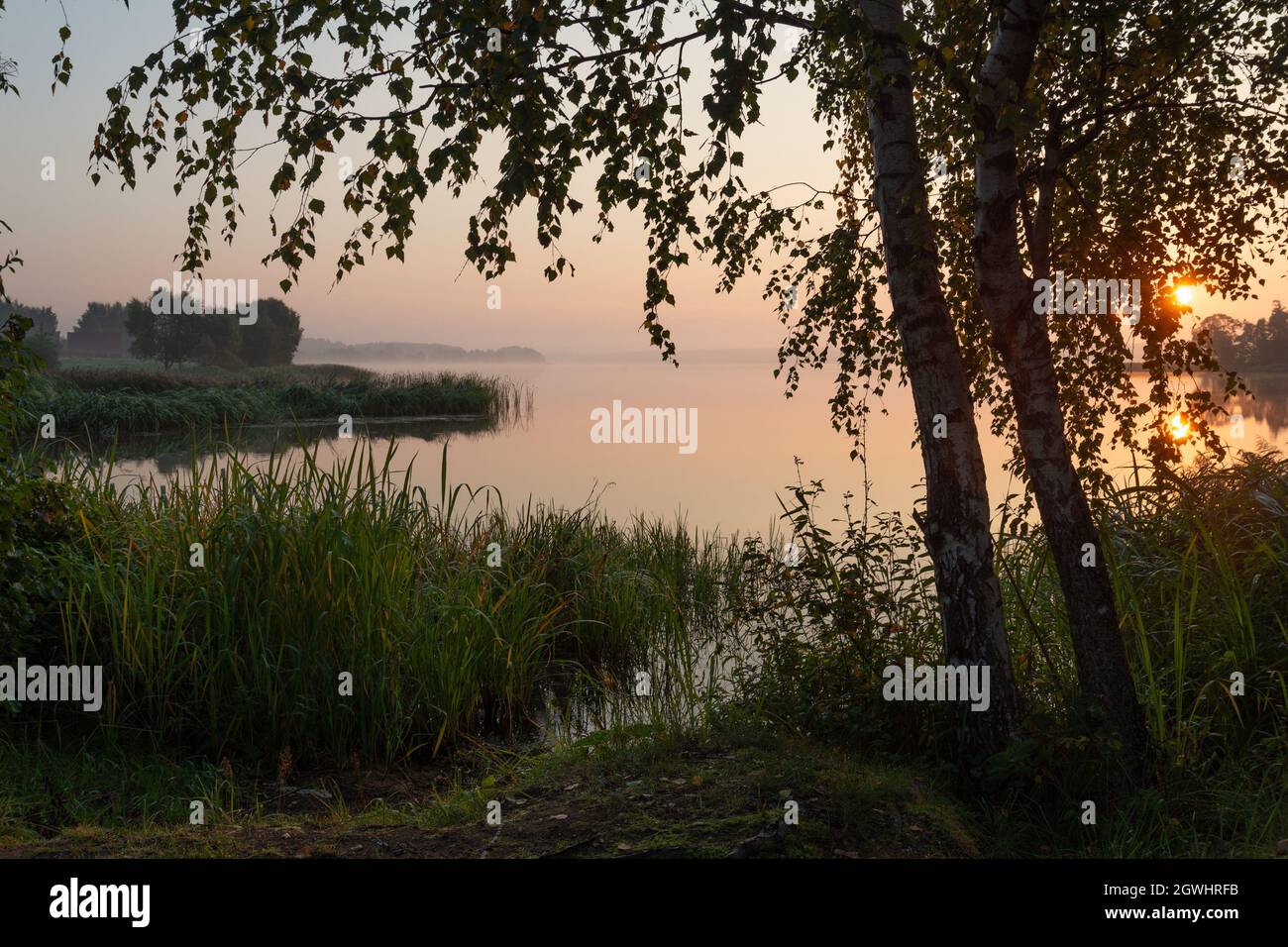 Summer foggy morning on the shore of the lake with birches and grass. Stock Photo