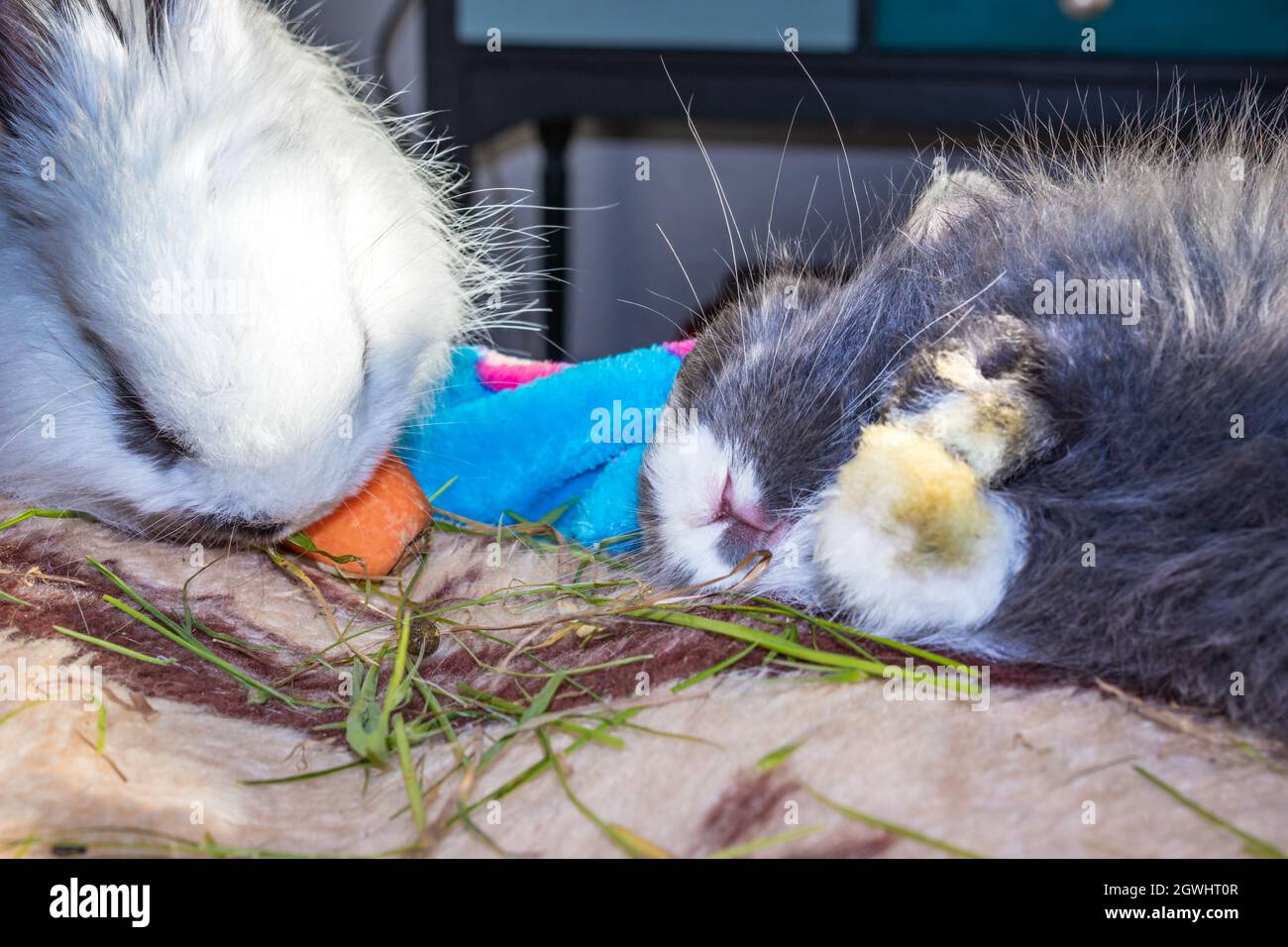 Domestic grey baby Jersey Wooly rabbit eating and sleeping, Cape Town, South Africa Stock Photo