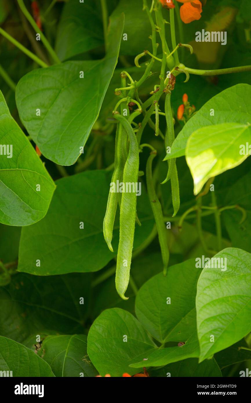 Flowering runner bean plants and beans growing in a garden in Lancashire England UK GB. Stock Photo