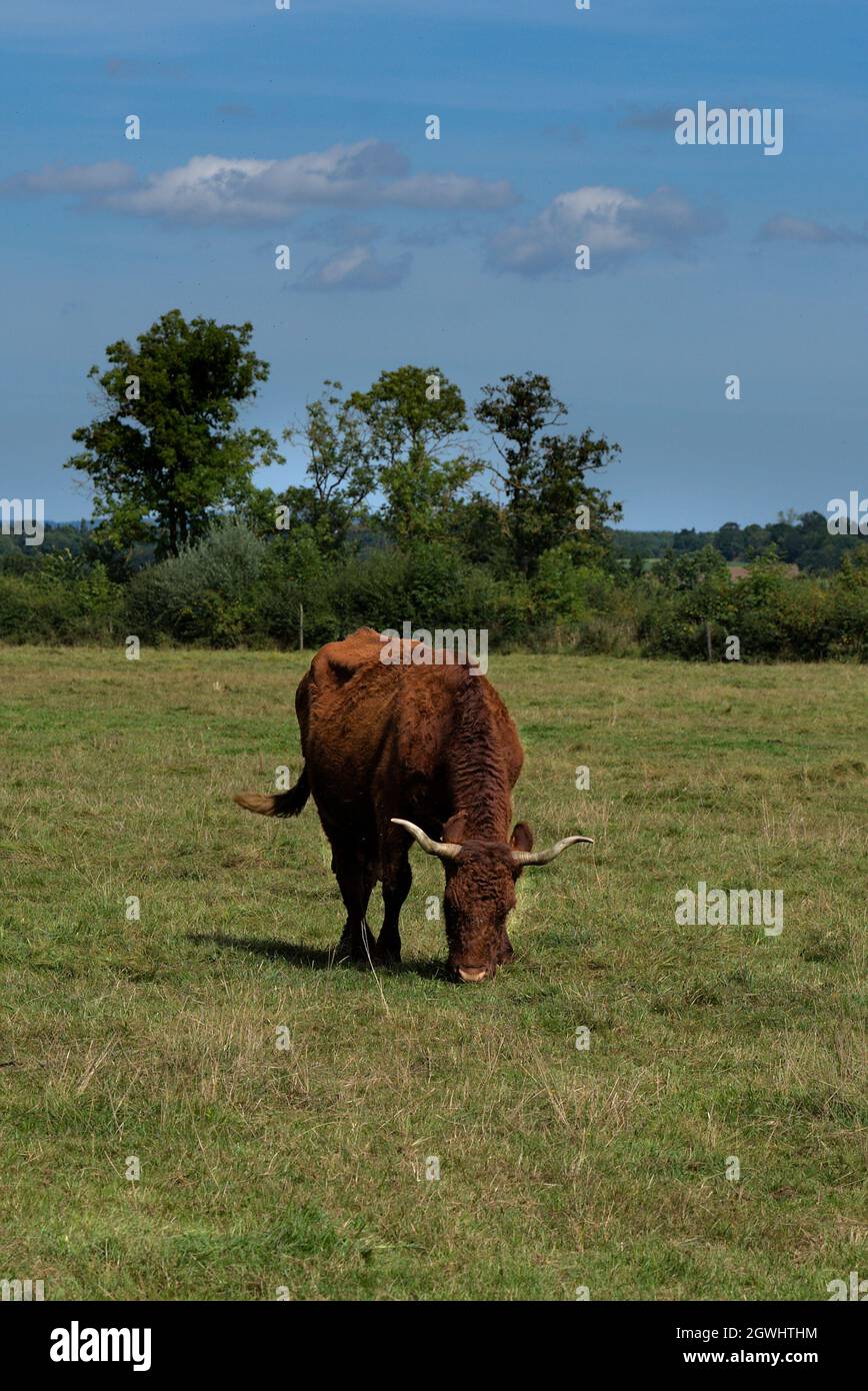 Salers cow in its meadow Stock Photo