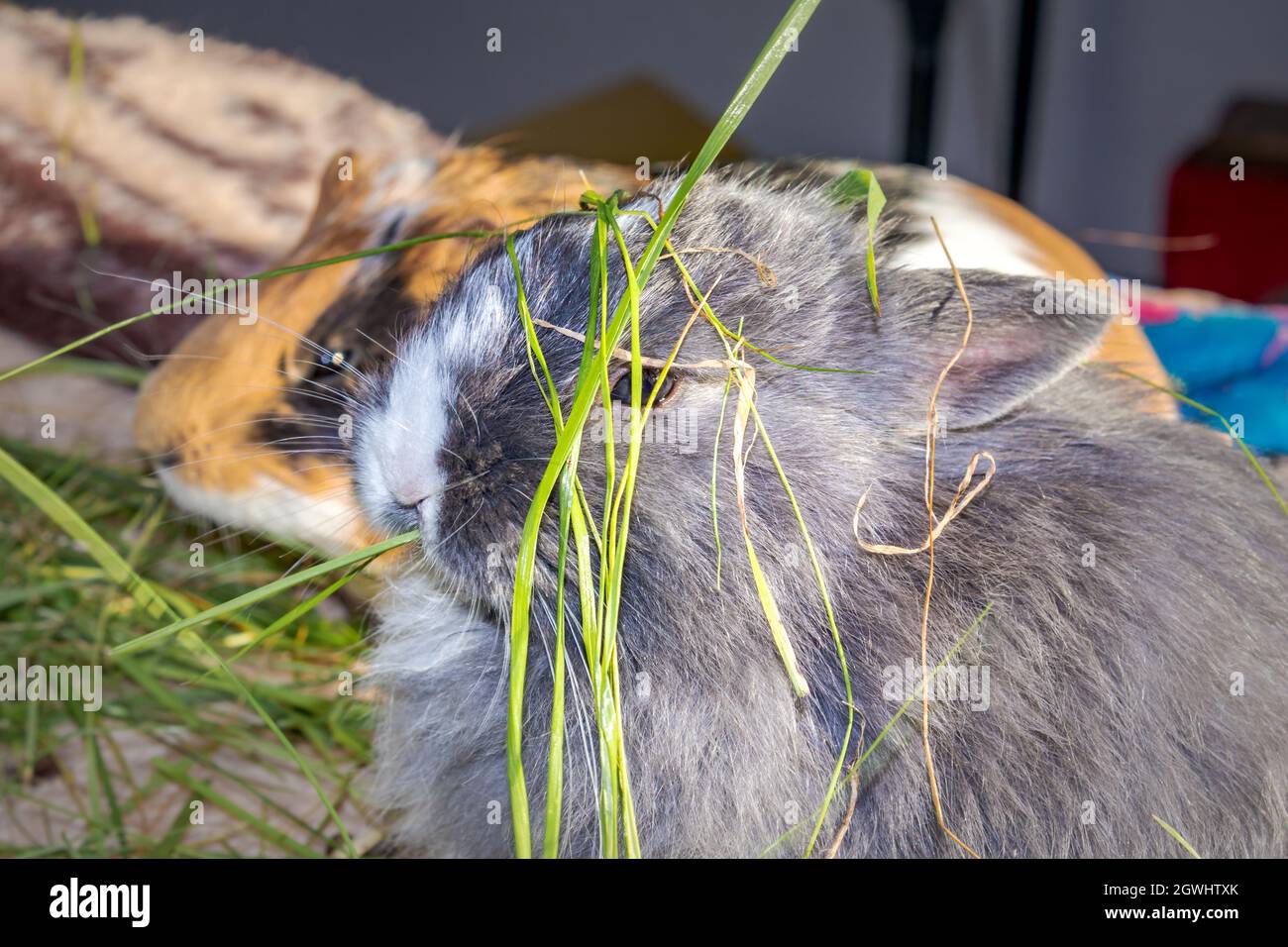 Domestic grey baby Jersey Wooly rabbit eating and sleeping, Cape Town, South Africa Stock Photo