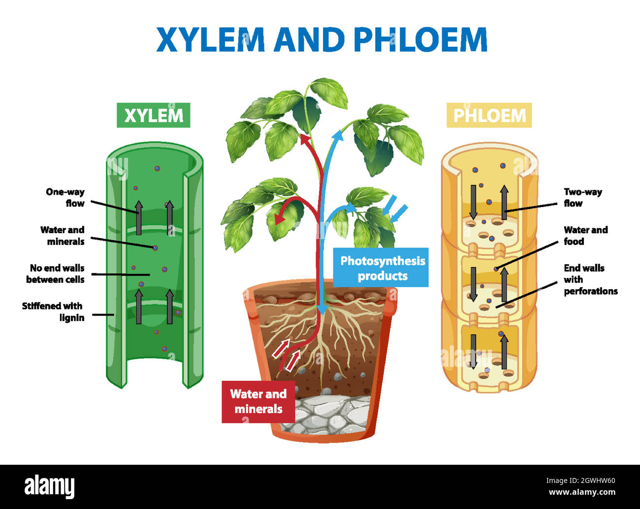 Diagram showing xylem and phloem of plant Stock Vector