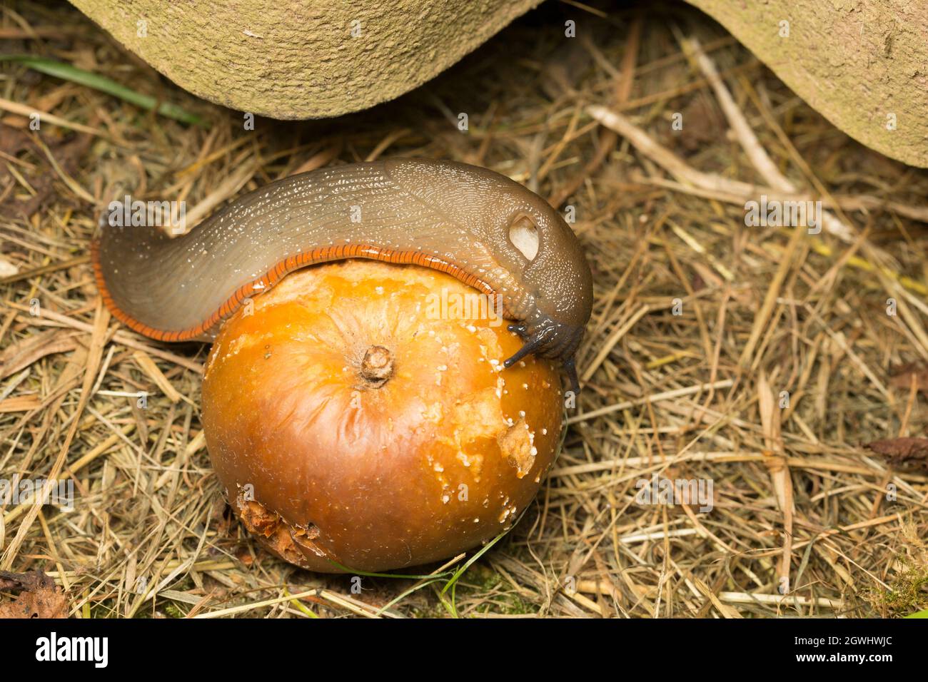 A large red slug, Arion ater, eating a rotting windfall apple at night in a garden in Lancashire. Its breathing pore or pneumostome, can be seen open Stock Photo