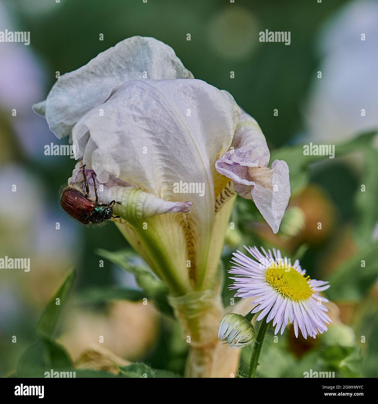 a brown beetle on a pink and white iris flower in the garden macro Stock Photo