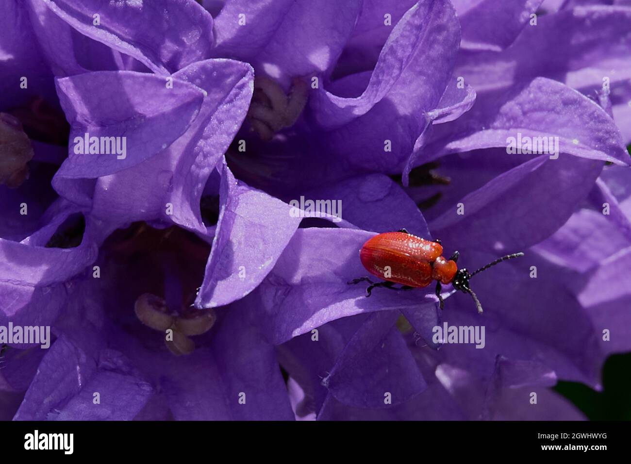 an orange beetle sits on the flowers of purple bluebells close-up photo Stock Photo