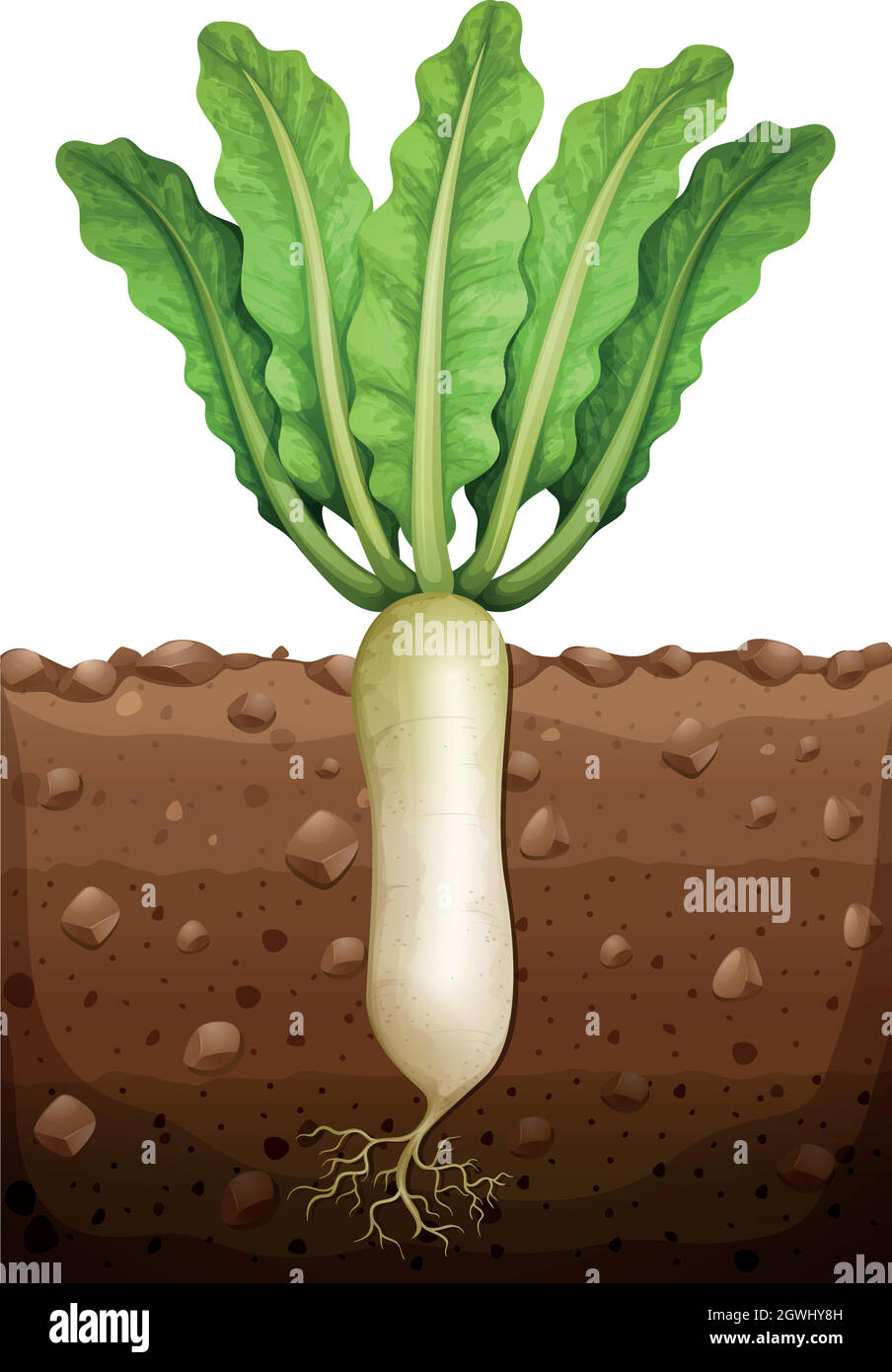 Radish Plants