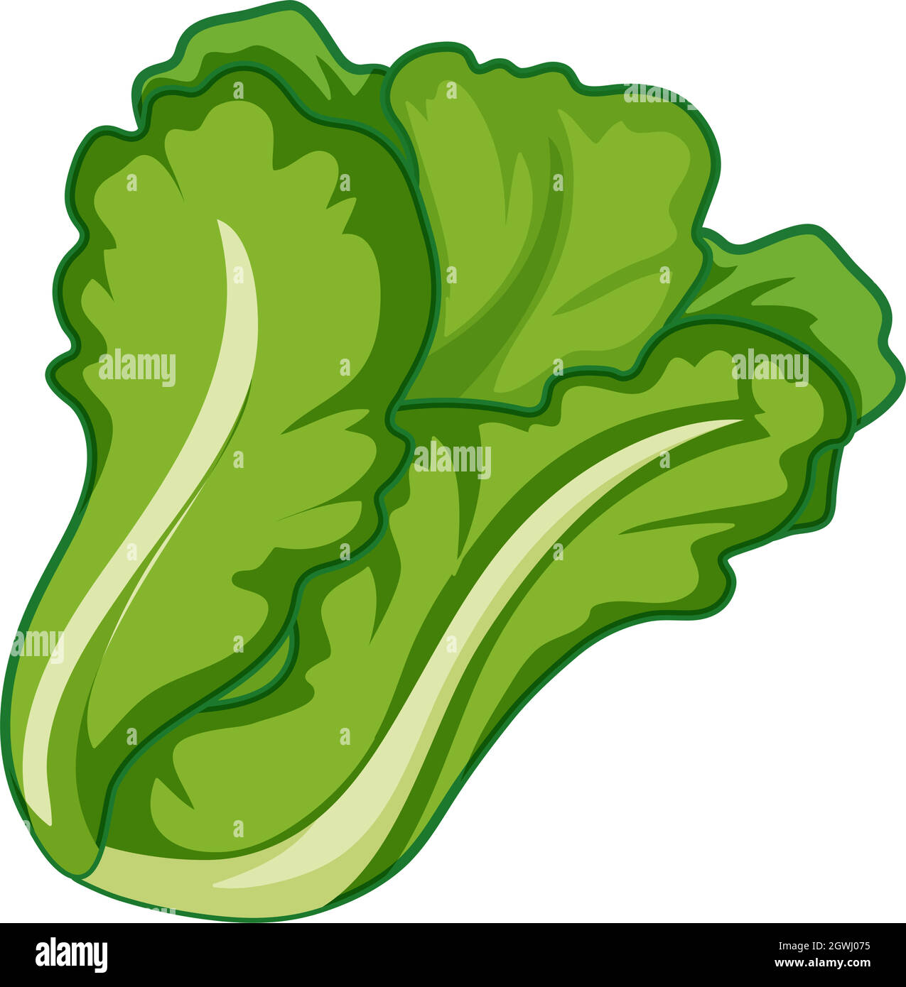 Eat lettuce Stock Vector Images Alamy