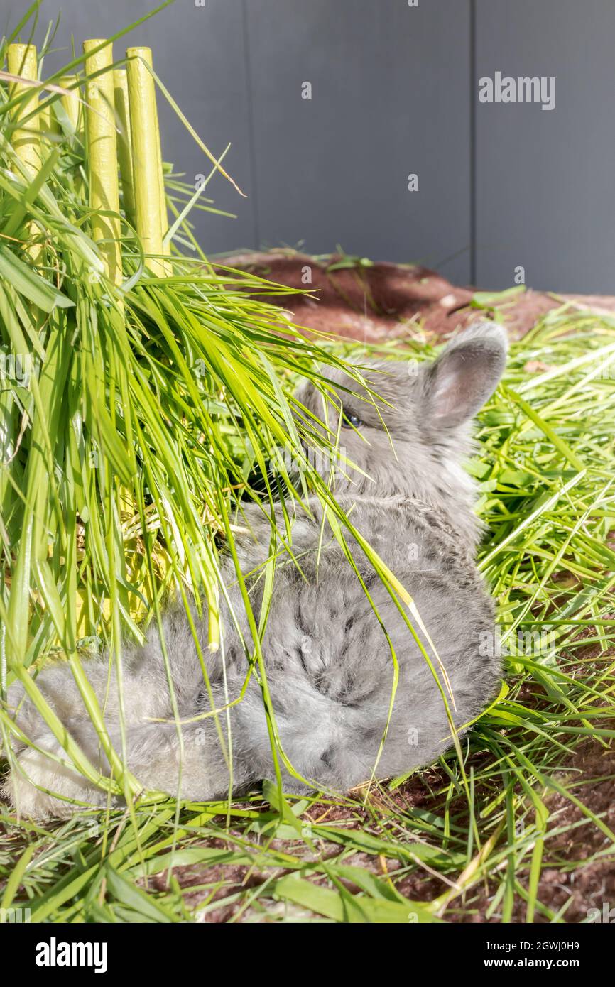 Domestic grey baby Jersey Wooly rabbit eating and sleeping, Cape Town ...
