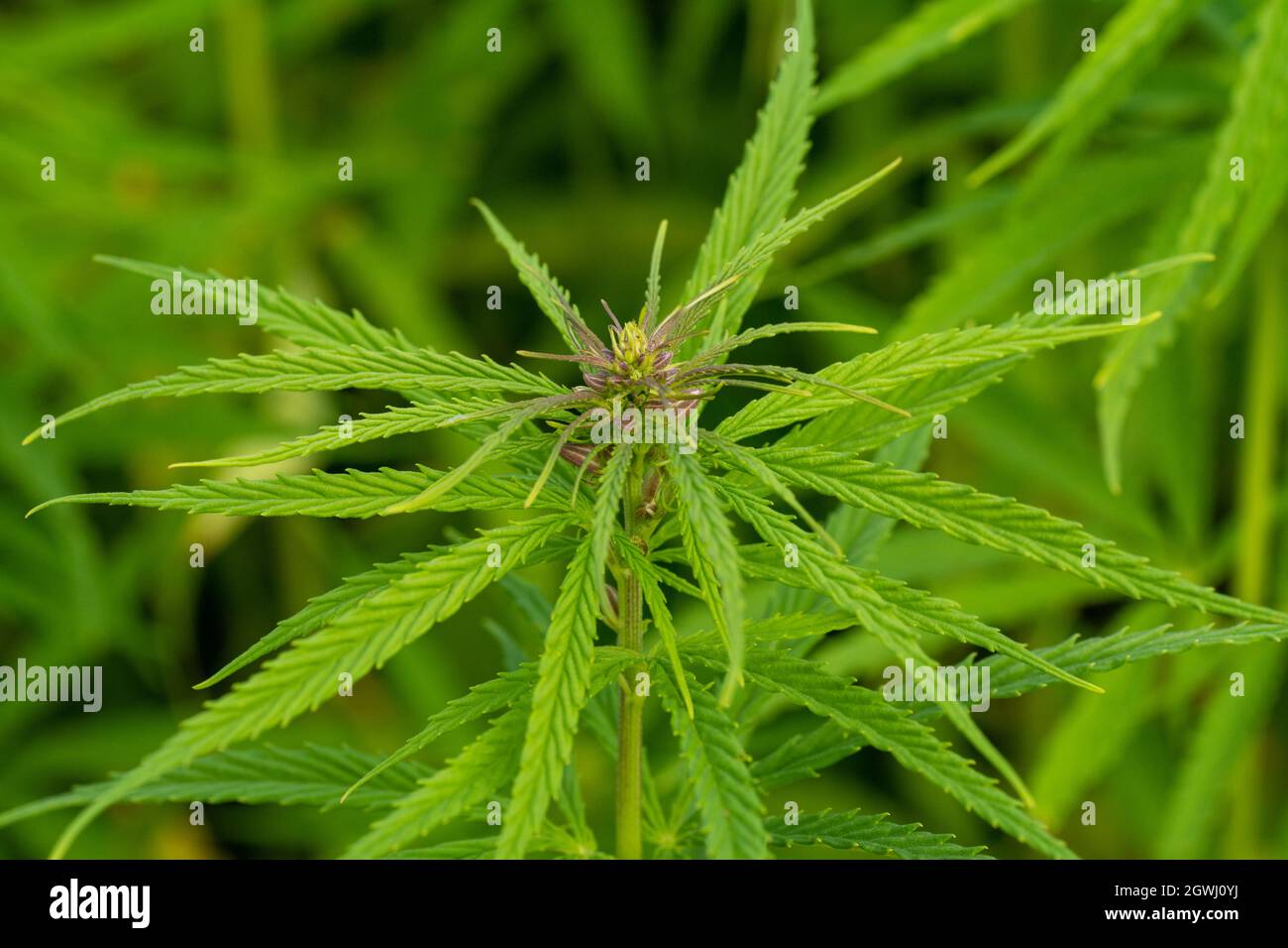 Marijuana Canabis On Field Ganja Farm Sativa Leaf Weed Medical Hemp Hash Plantation Cannabis Legal Stock Photo
