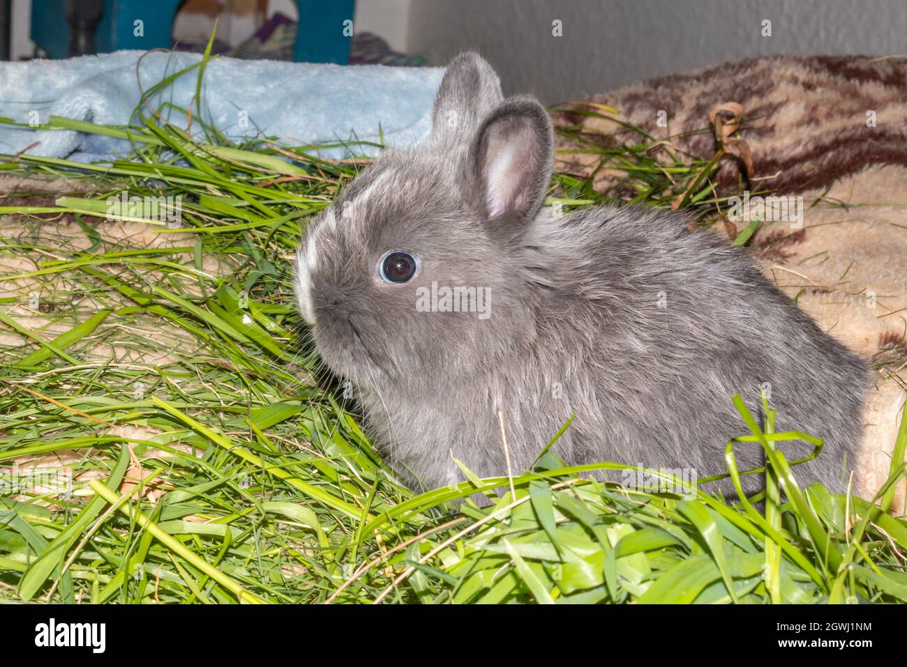 Domestic grey baby Jersey Wooly rabbit eating and sleeping, Cape Town, South Africa Stock Photo