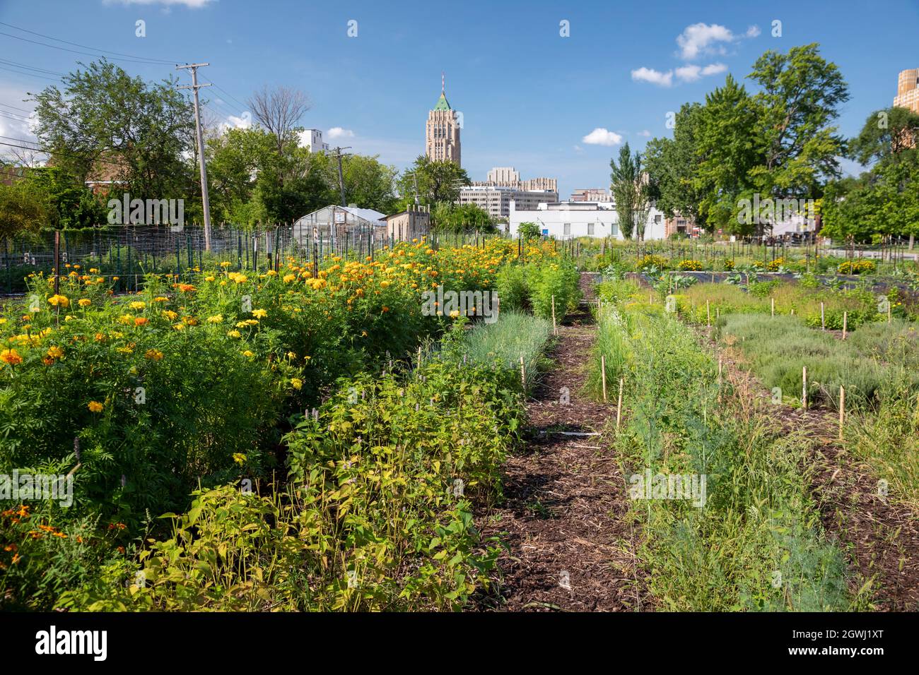 Detroit, Michigan - A nonprofit farm in midtown Detroit, called the