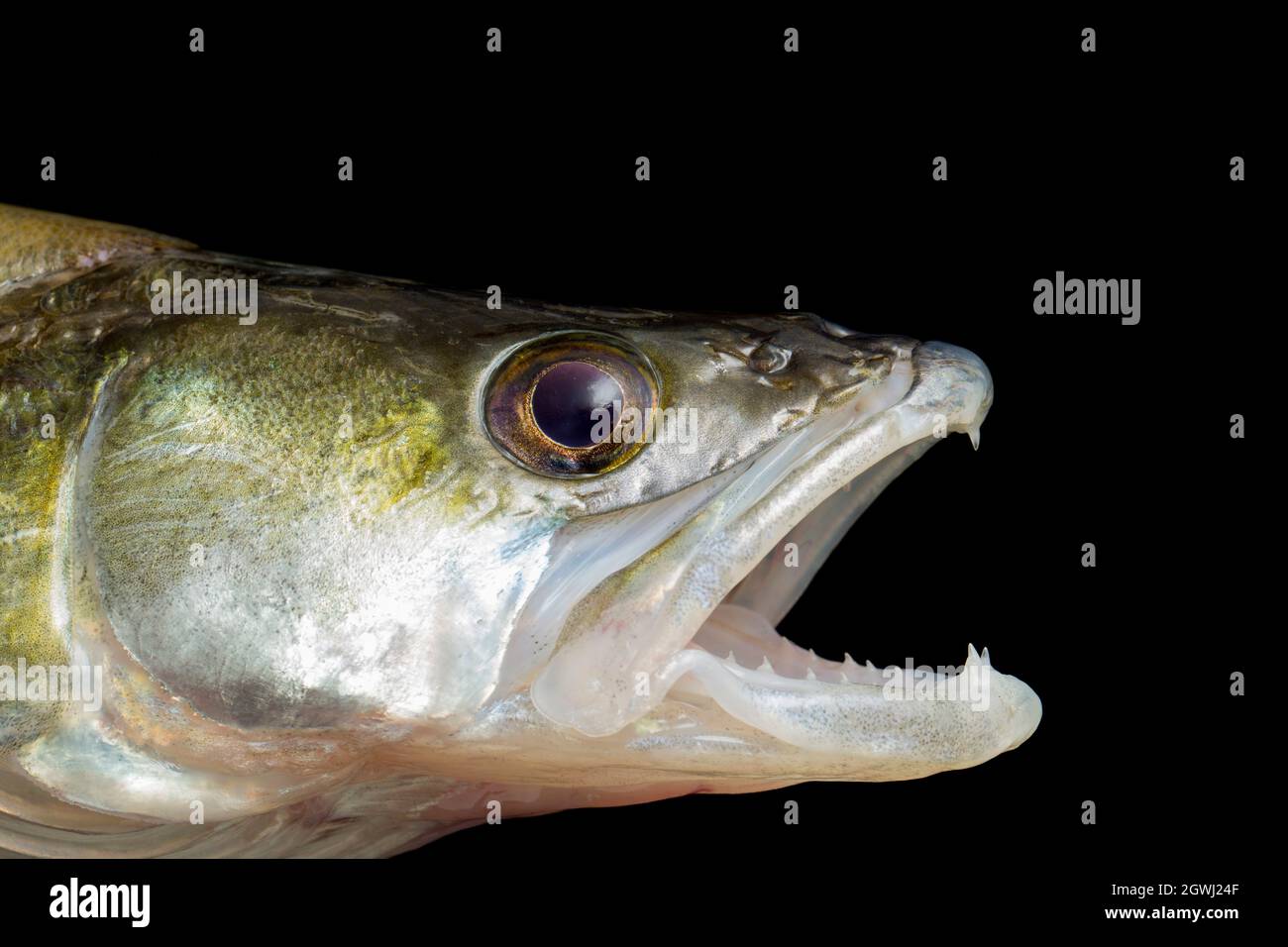 Zander Fish Tooth Zander Fish Mouth