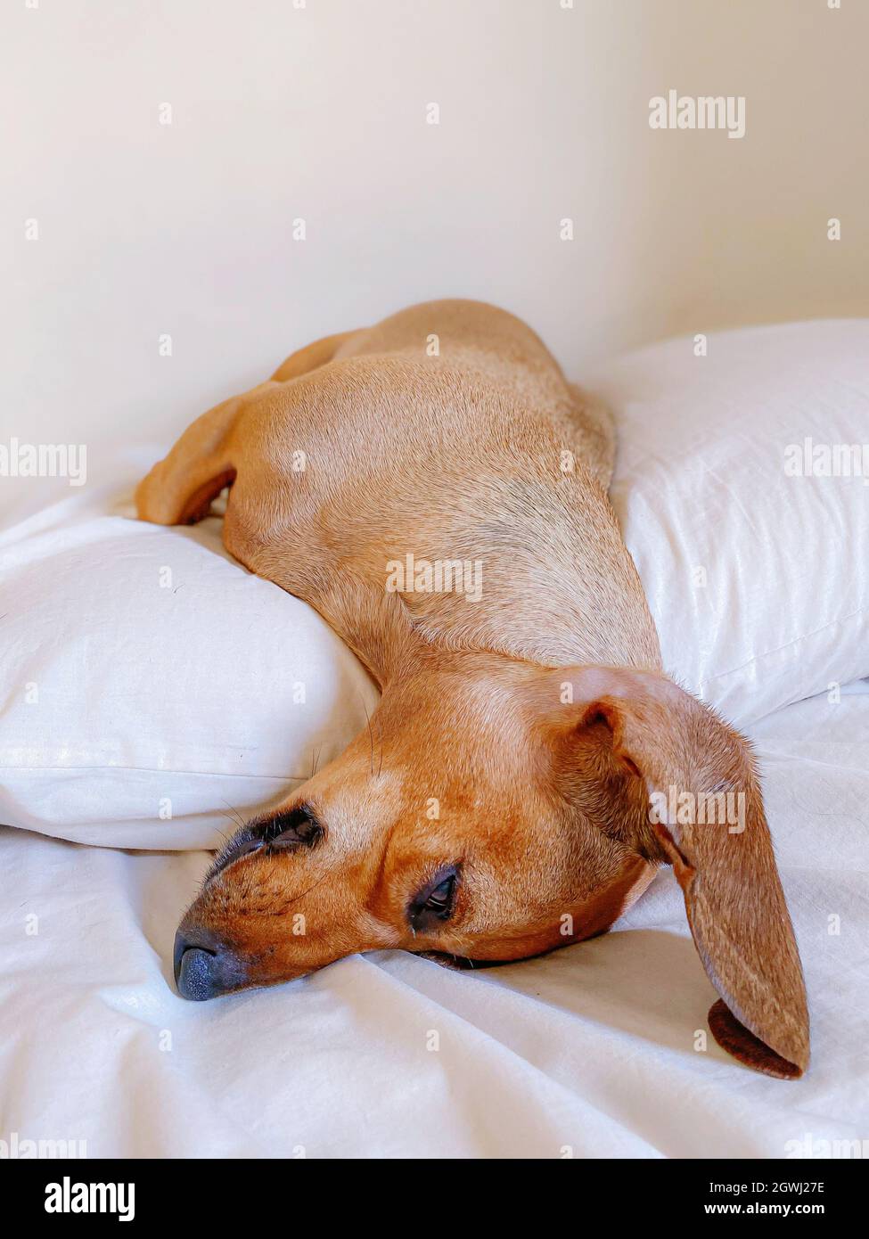 Closeup Of A Dog Sleeping On Bed Stock Photo Alamy