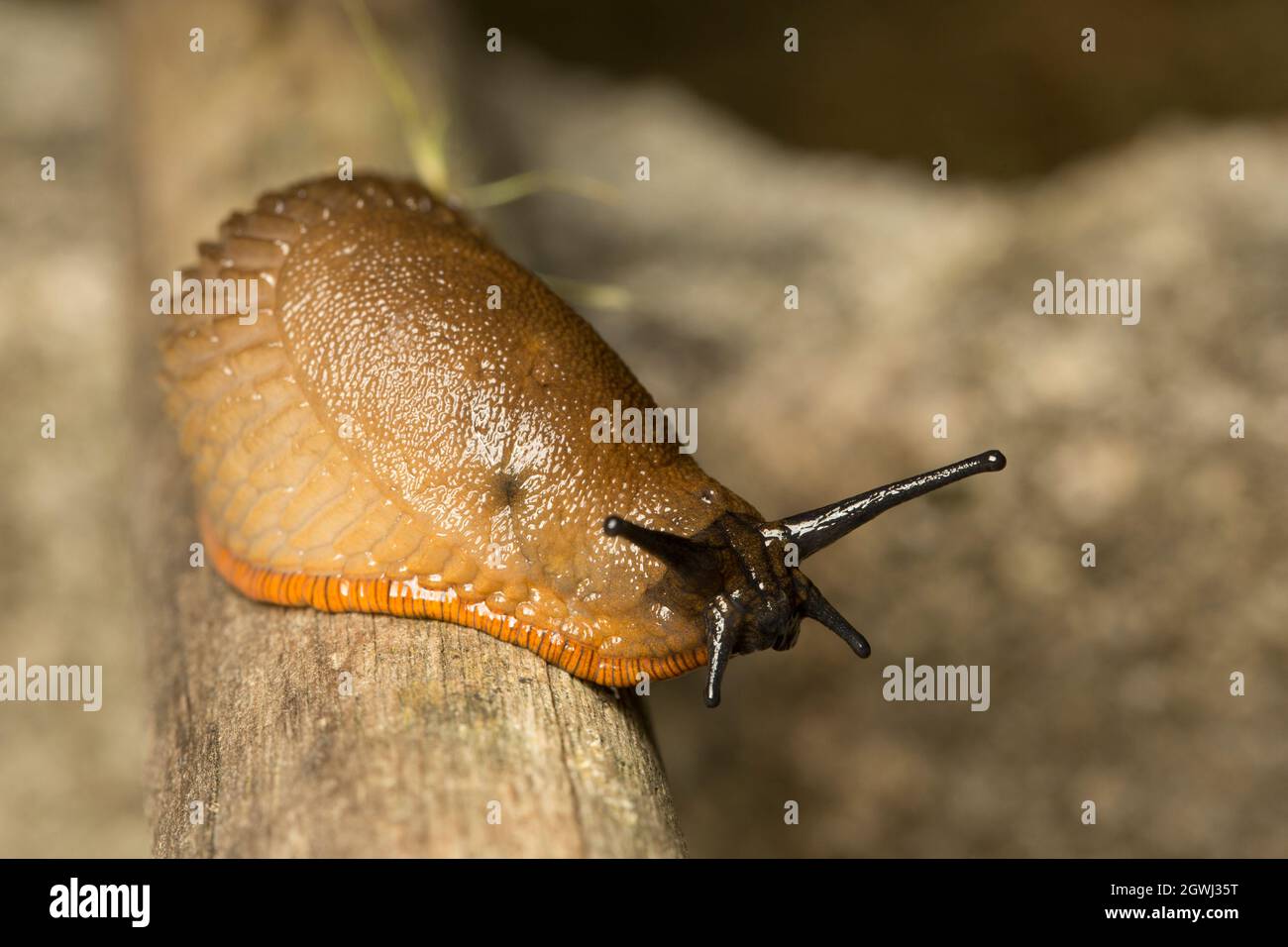 A large red slug, Arion ater, out at night near a compost heap. Lancashire England UK GB Stock Photo