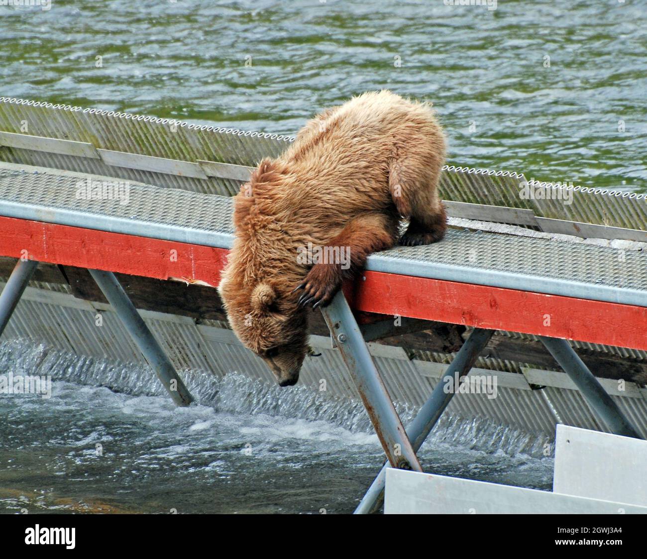 Kodiak Bear Habitat High Resolution Stock Photography and Images - Alamy
