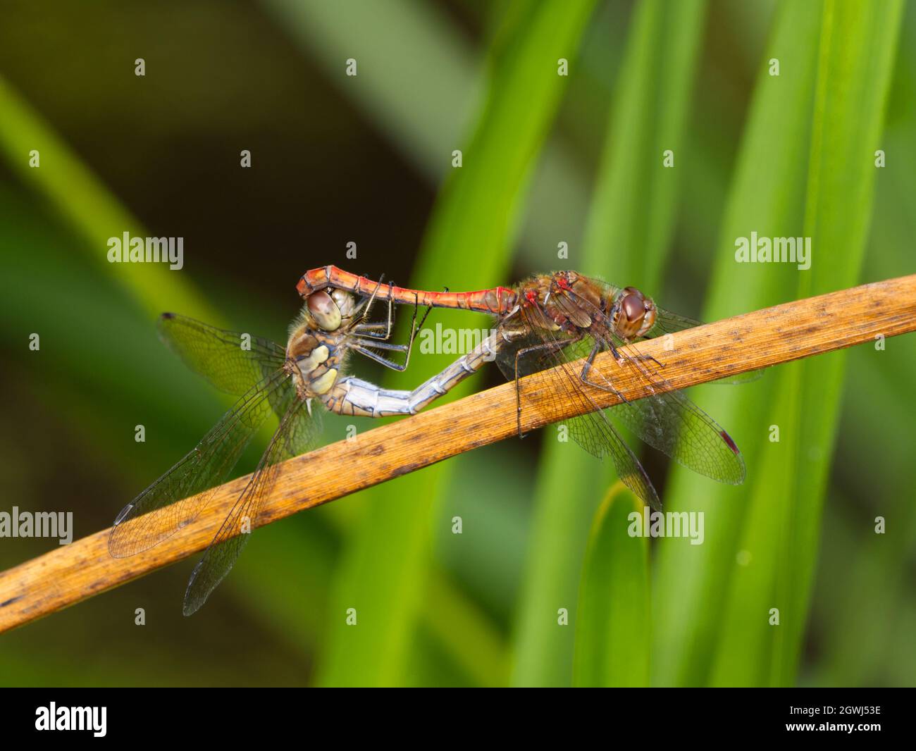 Mating male and female Common Darter (Sympetrum striolatum) dragonflies at Smestow Valley nature reserve, Wolverhampton, UK Stock Photo