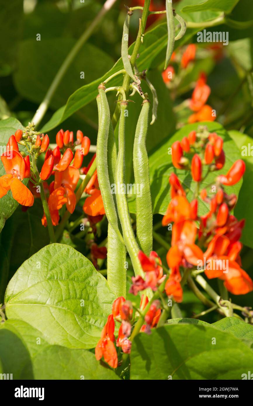 Flowering runner bean plants and beans growing in a garden in Lancashire England UK GB. Stock Photo