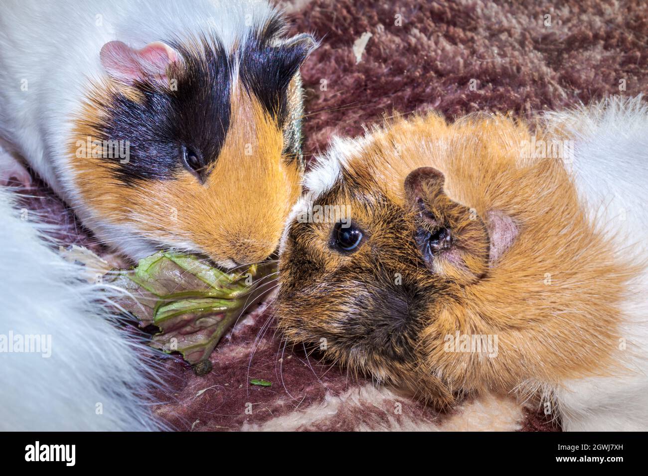 Domestic guinea pigs (Cavia porcellus) eating, Cape Town, South Africa Stock Photo