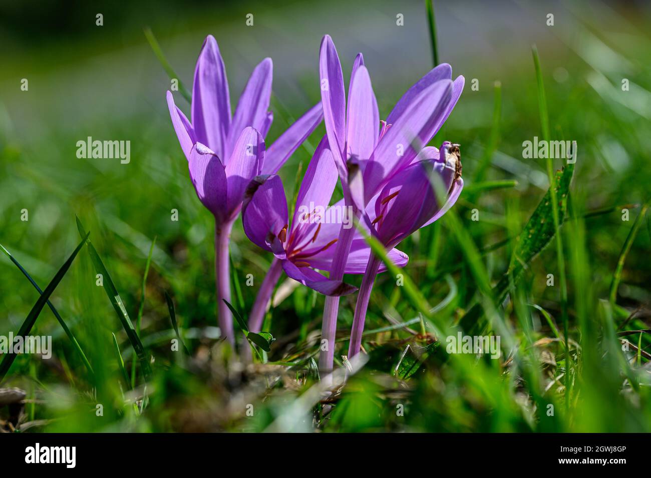 A beautifully blooming but poisonous autumn crocus on a green meadow in the autumn sunshine. Stock Photo