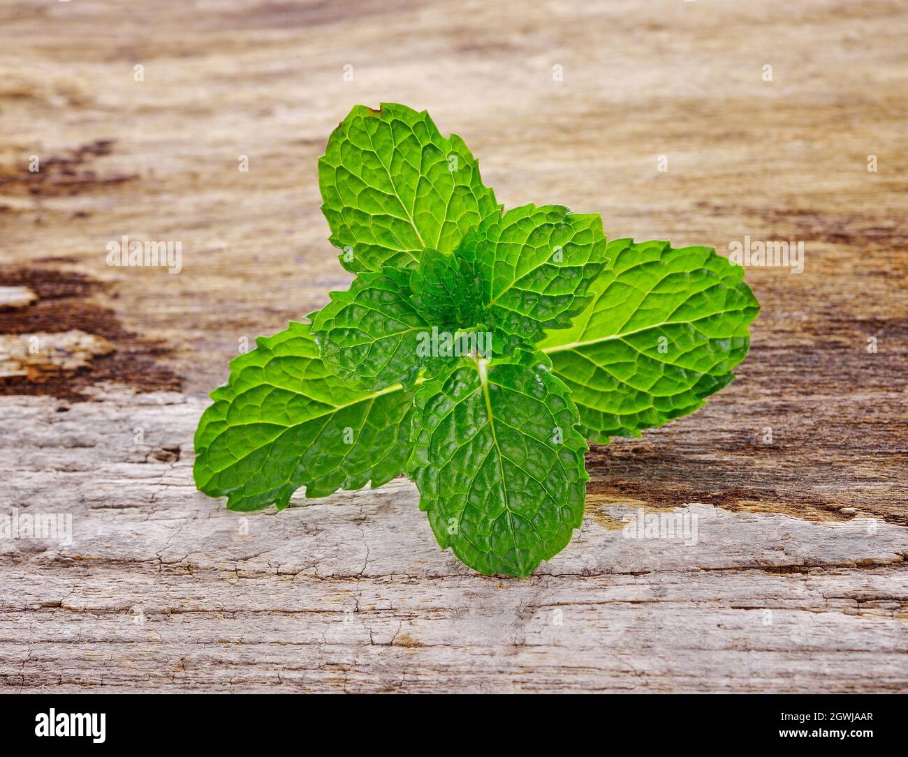 Fresh Mint On Wooden Background Stock Photo
