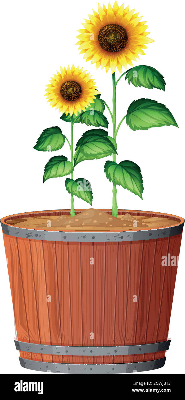 Isolated sunflower in pot Stock Vector Image & Art - Alamy