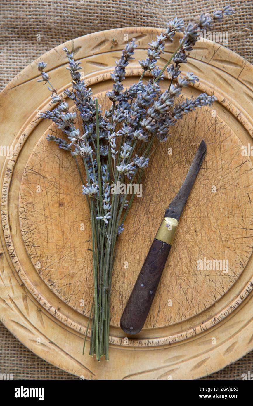 A bunch of lavender, cut from a plant growing in a garden, displayed next to an old penknife. The blade of the knife has been considerably worn away w Stock Photo