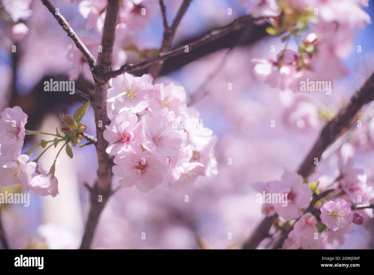 Ohanami In Spring Season. Beautiful Cherry Blossom Sakura Branch And ...
