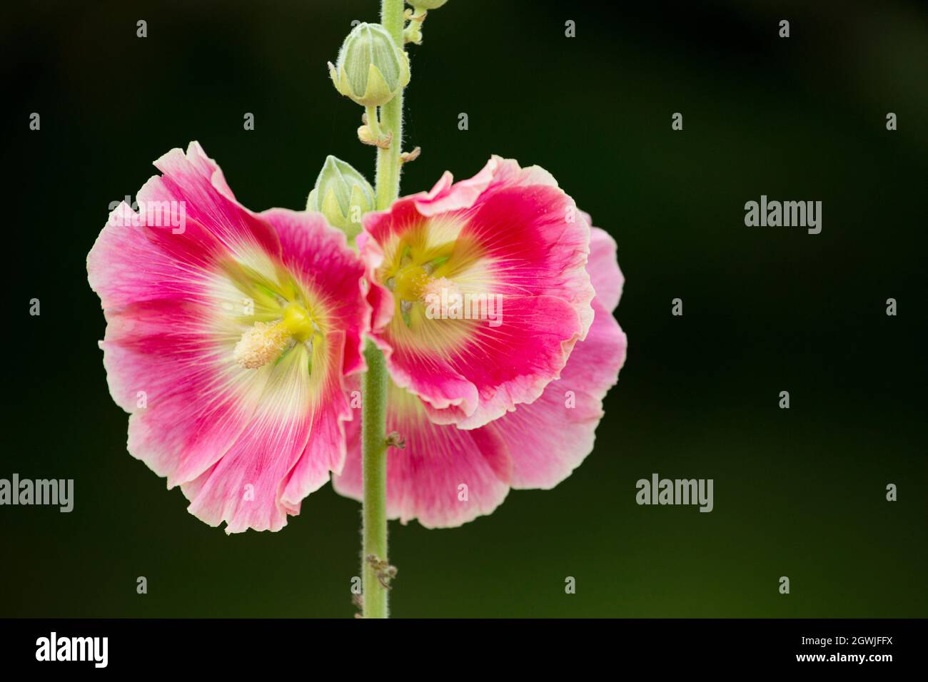 Hollyhocks In Flower High Resolution Stock Photography and Images - Alamy