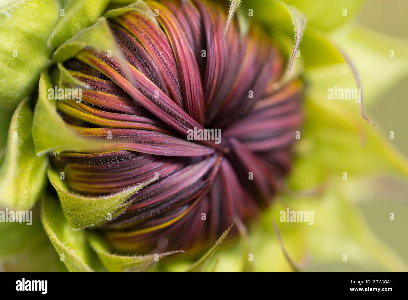 Unopened Sunflower Bud. Close Up. Macro. Selective Focus. Abstract Background. Stock Photo